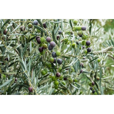 Преимущества, свойства и использование оливкового масла